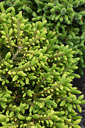 Bergman's Gem Oriental Spruce (Picea orientalis 'Bergman's Gem') at Thies Farm & Greenhouses