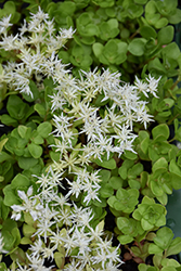 Woodland Stonecrop (Sedum ternatum) at Thies Farm & Greenhouses