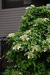 Climbing Hydrangea (Hydrangea anomala 'var. petiolaris') at Thies Farm & Greenhouses