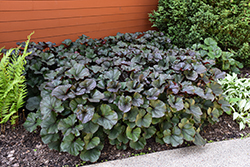 Britt Marie Crawford Rayflower (Ligularia dentata 'Britt Marie Crawford') at Thies Farm & Greenhouses