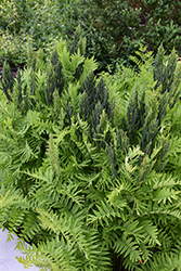 Royal Fern (Osmunda regalis) at Thies Farm & Greenhouses