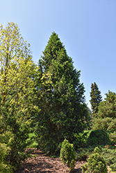Columnar Norway Spruce (Picea abies 'Cupressina') at Thies Farm & Greenhouses