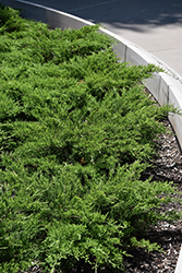 Broadmoor Juniper (Juniperus sabina 'Broadmoor') at Thies Farm & Greenhouses