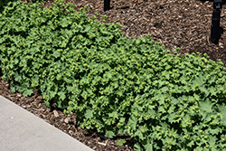 Gold Strike Lady's Mantle (Alchemilla 'Gold Strike') at Thies Farm & Greenhouses