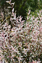 Tricolor Willow (Salix integra 'Hakuro Nishiki') at Thies Farm & Greenhouses