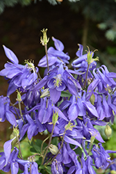 Alpine Columbine (Aquilegia alpina) at Thies Farm & Greenhouses