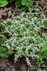 Woodland Stonecrop (Sedum ternatum) at Thies Farm & Greenhouses