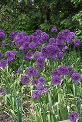 Purple Sensation Ornamental Onion (Allium 'Purple Sensation') at Thies Farm & Greenhouses