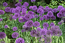 Purple Sensation Ornamental Onion (Allium 'Purple Sensation') at Thies Farm & Greenhouses