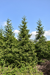 Green Giant Arborvitae (Thuja 'Green Giant') at Thies Farm & Greenhouses