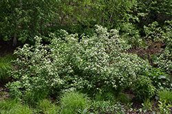 Red Osier Dogwood (Cornus sericea) at Thies Farm & Greenhouses