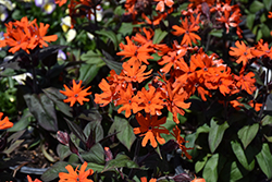 Orange Gnome Campion (Lychnis x arkwrightii 'Orange Gnome') at Thies Farm & Greenhouses