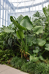 Elephant's Ear (Alocasia macrorrhizos) at Thies Farm & Greenhouses