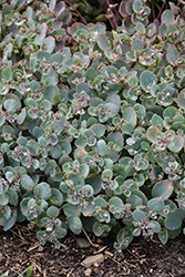 Rock 'N Grow Superstar Stonecrop (Sedum 'Superstar') at Thies Farm & Greenhouses