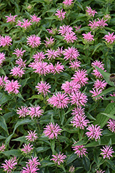 Pardon My Pink Beebalm (Monarda didyma 'Pardon My Pink') at Thies Farm & Greenhouses