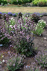 Midnight Masquerade Beard Tongue (Penstemon 'Midnight Masquerade') at Thies Farm & Greenhouses
