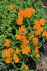 Butterfly Weed (Asclepias tuberosa) at Thies Farm & Greenhouses