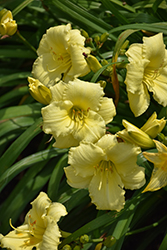 Stella Supreme Daylily (Hemerocallis 'Stella Supreme') at Thies Farm & Greenhouses