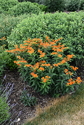 Butterfly Weed (Asclepias tuberosa) at Thies Farm & Greenhouses