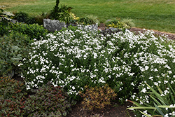 Peter Cottontail Yarrow (Achillea ptarmica 'Peter Cottontail') at Thies Farm & Greenhouses