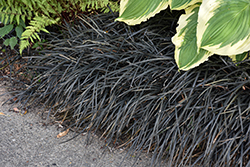 Black Mondo Grass (Ophiopogon planiscapus 'Nigrescens') at Thies Farm & Greenhouses