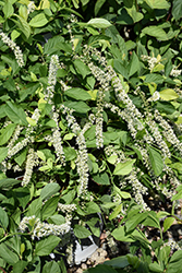 Scentlandia Virginia Sweetspire (Itea virginica 'SMNIVDFC') at Thies Farm & Greenhouses