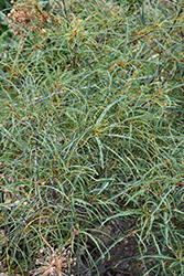 Cutleaf Glossy Buckthorn (Rhamnus frangula 'Asplenifolia') at Thies Farm & Greenhouses
