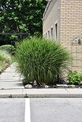 Gracillimus Maiden Grass (Miscanthus sinensis 'Gracillimus') at Thies Farm & Greenhouses