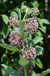 Common Milkweed (Asclepias syriaca) at Thies Farm & Greenhouses