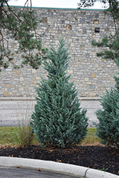 Blue Point Juniper (Juniperus chinensis 'Blue Point') at Thies Farm & Greenhouses