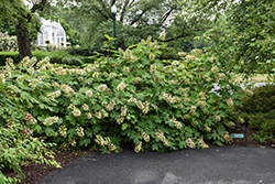 Ruby Slippers Hydrangea (Hydrangea quercifolia 'Ruby Slippers') at Thies Farm & Greenhouses