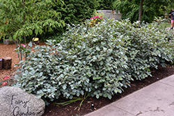 Blue Shadow Fothergilla (Fothergilla major 'Blue Shadow') at Thies Farm & Greenhouses
