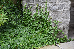 English Ivy (Hedera helix) at Thies Farm & Greenhouses