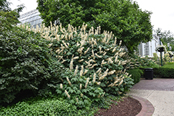 Bottlebrush Buckeye (Aesculus parviflora) at Thies Farm & Greenhouses