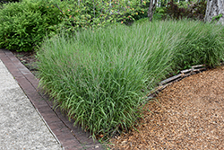 Shenandoah Reed Switch Grass (Panicum virgatum 'Shenandoah') at Thies Farm & Greenhouses