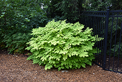 Sun King Japanese Spikenard (Aralia cordata 'Sun King') at Thies Farm & Greenhouses