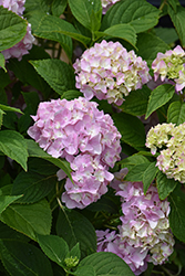 All Summer Beauty Hydrangea (Hydrangea macrophylla 'All Summer Beauty') at Thies Farm & Greenhouses