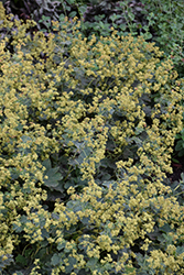 Gold Strike Lady's Mantle (Alchemilla 'Gold Strike') at Thies Farm & Greenhouses