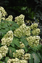 Snow Queen Hydrangea (Hydrangea quercifolia 'Snow Queen') at Thies Farm & Greenhouses