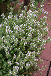 Common Thyme (Thymus vulgaris) at Thies Farm & Greenhouses