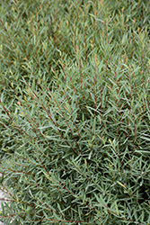 Dwarf Arctic Willow (Salix purpurea 'Nana') at Thies Farm & Greenhouses