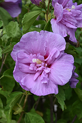 Lavender Chiffon Rose Of Sharon (Hibiscus syriacus 'Notwoodone') at Thies Farm & Greenhouses