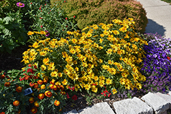 Sunstruck False Sunflower (Heliopsis helianthoides 'Sunstruck') at Thies Farm & Greenhouses