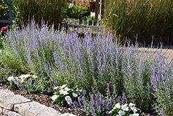 Denim 'n Lace Russian Sage (Perovskia atriplicifolia 'Denim 'n Lace') at Thies Farm & Greenhouses