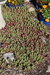 Dragon's Blood Stonecrop (Sedum spurium) at Thies Farm & Greenhouses