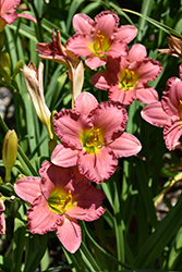 Passionate Returns Daylily (Hemerocallis 'Passionate Returns') at Thies Farm & Greenhouses