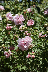 Sugar Tip Rose of Sharon (Hibiscus syriacus 'America Irene Scott') at Thies Farm & Greenhouses