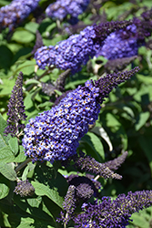 Pugster Blue Butterfly Bush (Buddleia 'SMNBDBT') at Thies Farm & Greenhouses