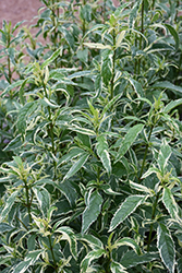 Pink Frost Joe Pye Weed (Eupatorium fortunei 'Pink Frost') at Thies Farm & Greenhouses