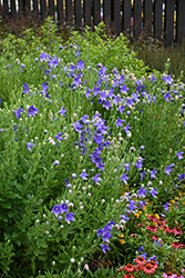 Balloon Flower (Platycodon grandiflorus) at Thies Farm & Greenhouses